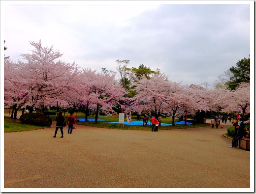 sakura_20130330_232124159_iOS