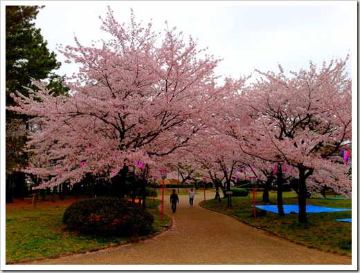 sakura_20130330_232141024_iOS