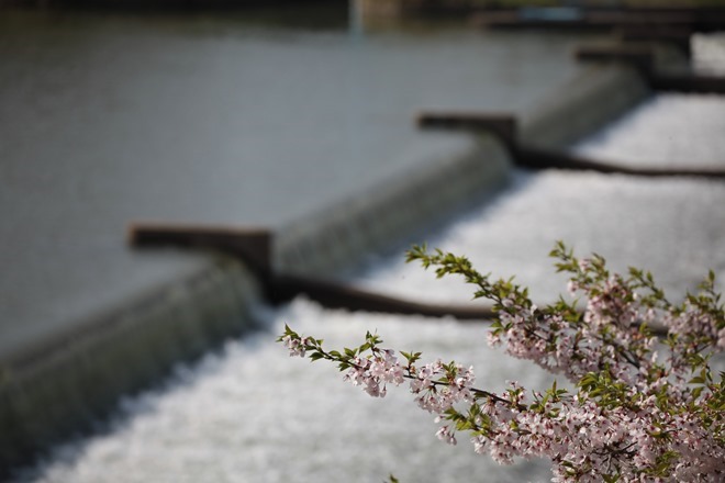 船岡 白石川堤一目千本桜