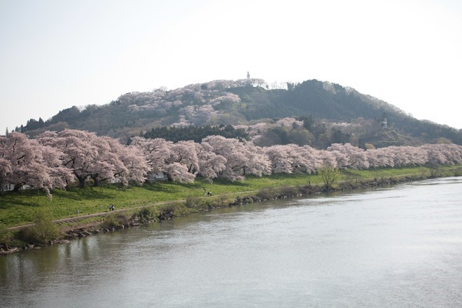 船岡 白石川堤一目千本桜