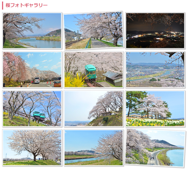 shibata-sakura-marathon-20150106_02