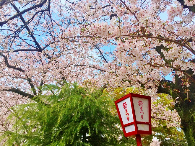 熊日菊池桜マラソン画像